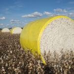 The Self-Drive Cotton Trail